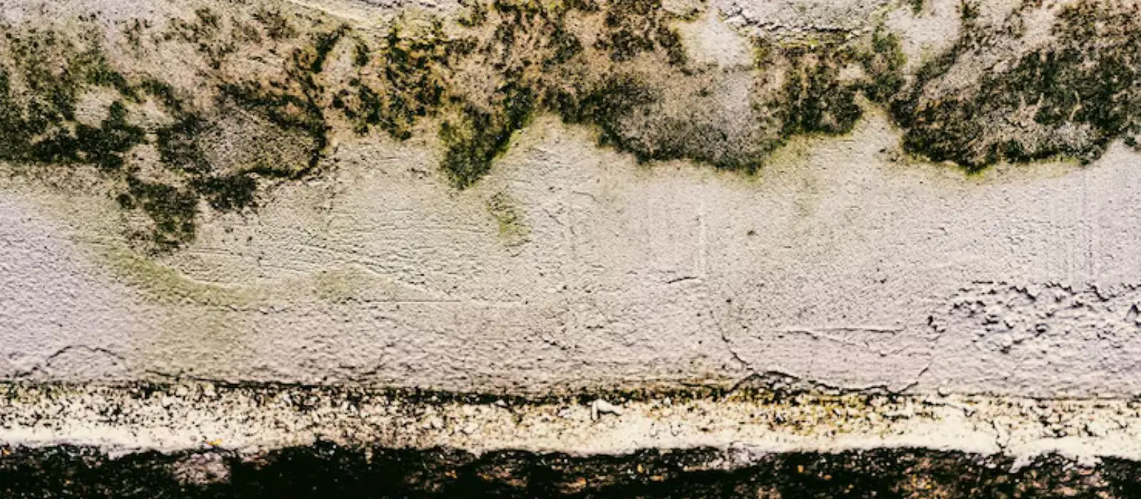 Green and black mildew band growing along a painted wall